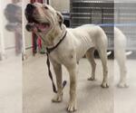 Small Dogo Argentino