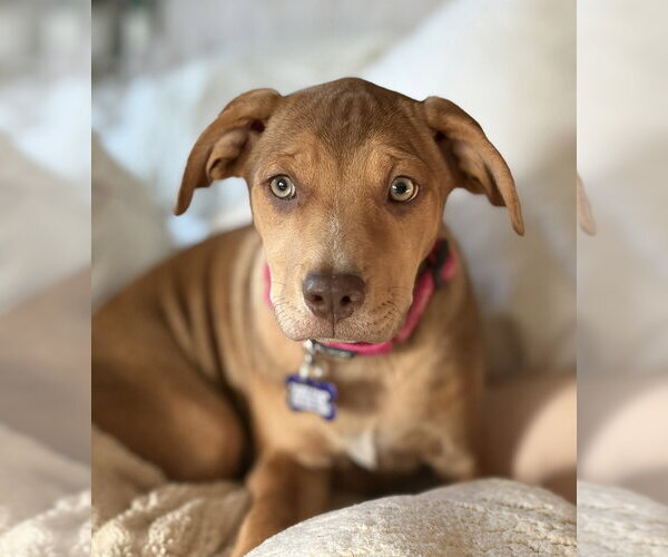 Medium Photo #2 Mutt Puppy For Sale in Oak Bluffs, MA, USA