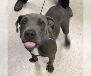 Mutt Dogs for adoption in Riverside, CA, USA