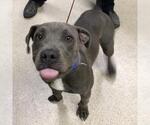 BART SIMPSON - Male Mutt Dog for Adoption - Small photo