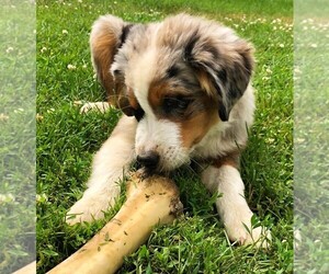 Australian Shepherd Puppy for sale in STRATFORD, WI, USA