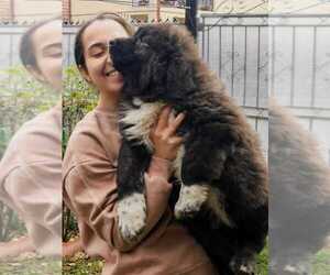 Medium Caucasian Shepherd Dog