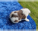 Small #3 Miniature American Shepherd