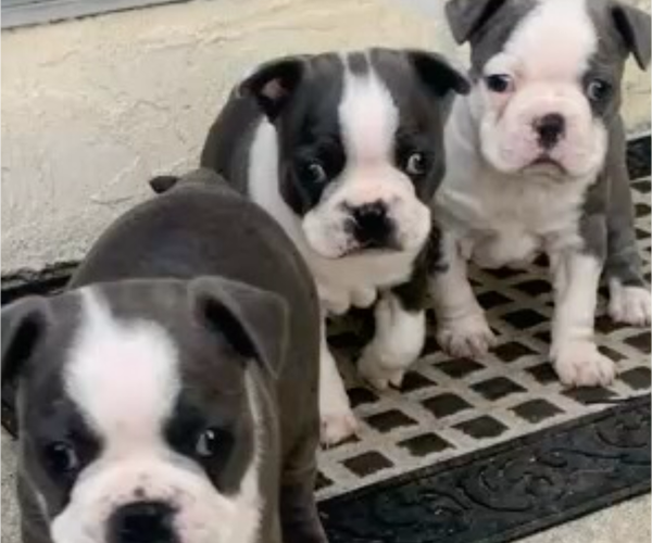 Medium Photo #1 Boston Terrier Puppy For Sale in PLEASANTON, CA, USA