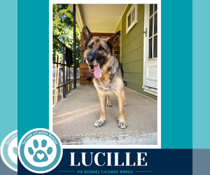 German Shepherd Dog-Unknown Mix Dogs for adoption in Kimberton, PA, USA