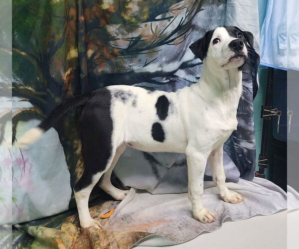 Medium Photo #3 Labrador Retriever-Unknown Mix Puppy For Sale in Wetumpka, AL, USA