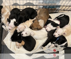 Australian Retriever-Olde English Bulldogge Mix Puppy for sale in STOCKTON, CA, USA