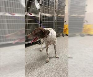 German Shorthaired Pointer Dogs for adoption in Houston, TX, USA