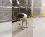 Small German Shorthaired Pointer