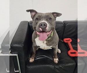 American Pit Bull Terrier Dogs for adoption in GILBERTS, IL, USA
