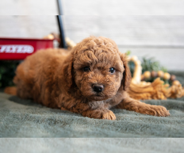 Medium Photo #3 Goldendoodle (Miniature) Puppy For Sale in MIDDLEBURY, IN, USA