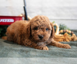 Small #2 Goldendoodle (Miniature)