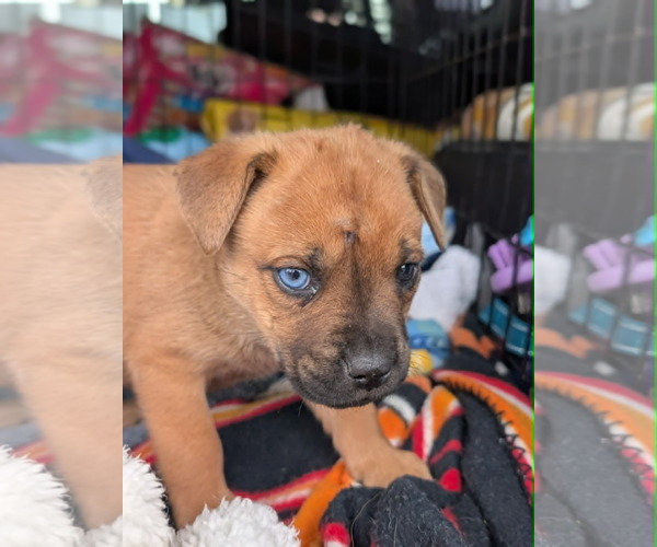 Medium Photo #3 Mutt Puppy For Sale in Holly Springs, NC, USA