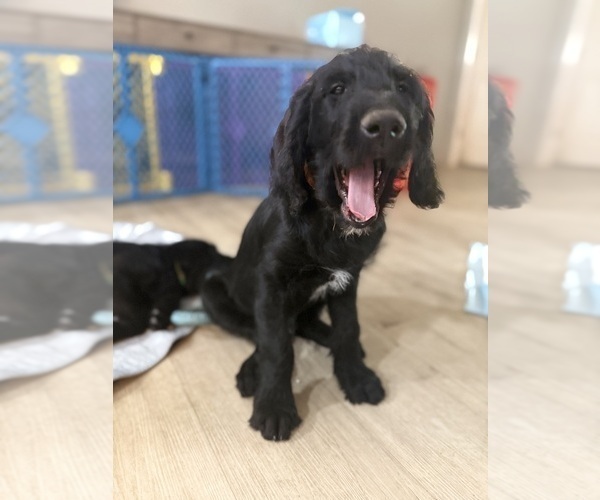 Medium Photo #4 Labradoodle Puppy For Sale in PRESCOTT VALLEY, AZ, USA