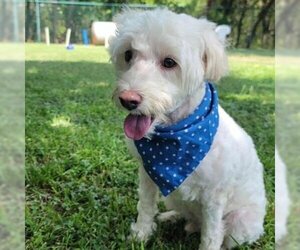 Poodle (Standard) Dogs for adoption in Waco, TX, USA