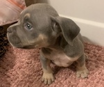 Puppy 6 American Bully