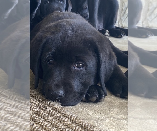 Medium Photo #1 Labrador Retriever Puppy For Sale in NEW HOLLAND, PA, USA