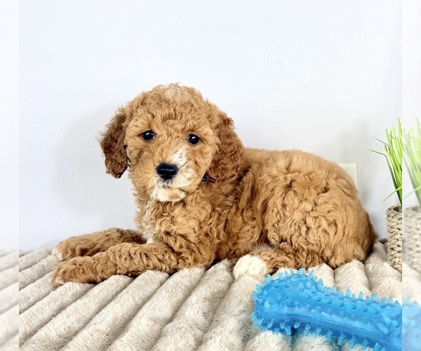 Medium Photo #1 Goldendoodle (Miniature) Puppy For Sale in GREENFIELD, IN, USA