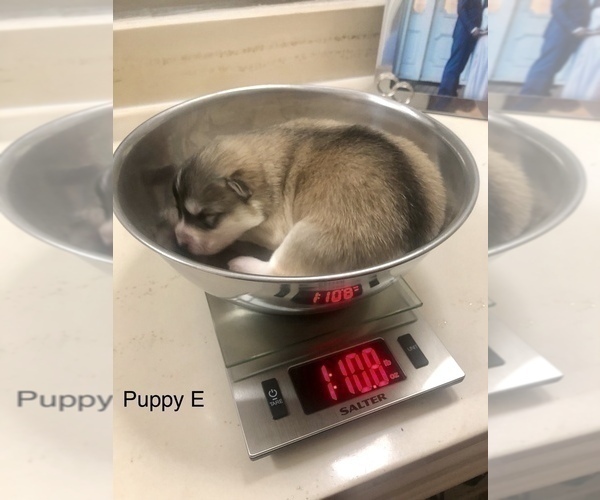 Medium Photo #12 Wolf Hybrid Puppy For Sale in FILLMORE, LA, USA