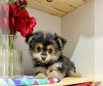 Small #1 Morkie