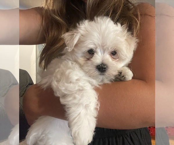 Medium Photo #1 Maltese Puppy For Sale in HANSON, MA, USA