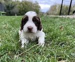 Puppy Scottie English Springer Spaniel