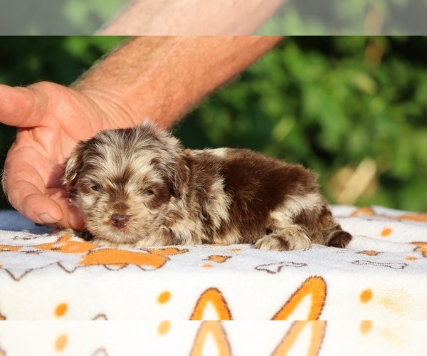 Medium Photo #2 ShihPoo Puppy For Sale in DYERSBURG, TN, USA
