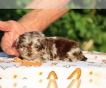 Small #1 ShihPoo