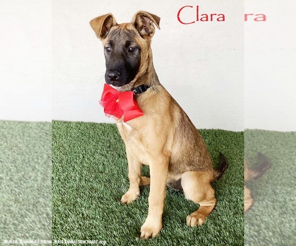 Medium Photo #1 German Shepherd Dog-Unknown Mix Puppy For Sale in San Diego, CA, USA