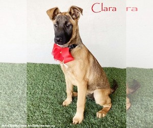 German Shepherd Dog-Unknown Mix Dogs for adoption in San Diego, CA, USA