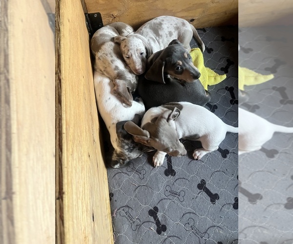 Medium Photo #24 Dachshund Puppy For Sale in LAKEBAY, WA, USA