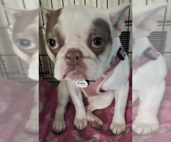 Medium Photo #7 French Bulldog Puppy For Sale in Olalla, WA, USA