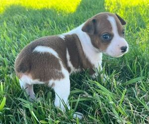 Rat Terrier Puppy for sale in UNION, IA, USA