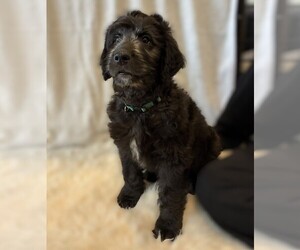 Goldendoodle Puppy for sale in FORT LAUDERDALE, FL, USA