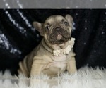 Small #8 French Bulldog