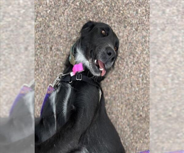 Medium Photo #2 Labrador Retriever-Unknown Mix Puppy For Sale in Fort Collins, CO, USA
