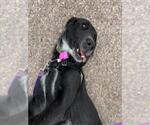 Small #1 Labrador Retriever Mix