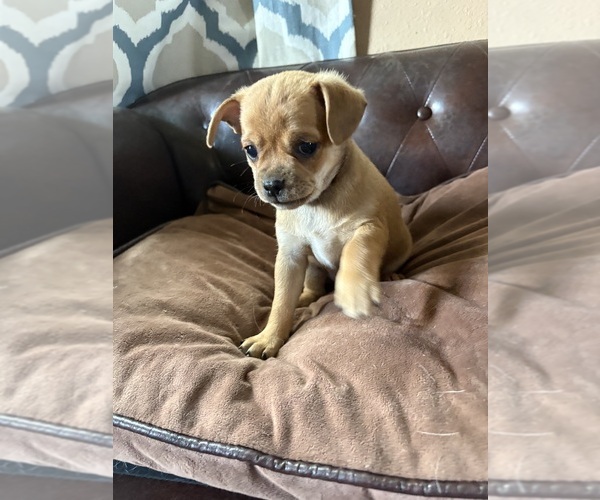 Medium Photo #23 Carlin Pinscher Puppy For Sale in COBB, WI, USA