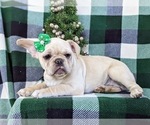 Small Photo #3 French Bulldog Puppy For Sale in PARADISE, PA, USA