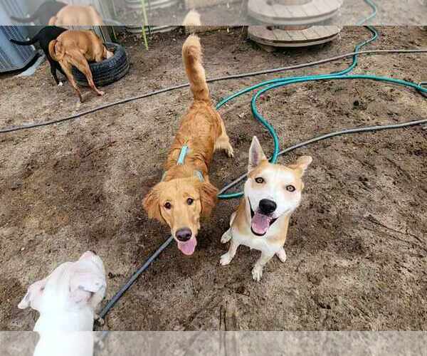 Medium Photo #6 Shiba Inu-Unknown Mix Puppy For Sale in Sheboygan, WI, USA