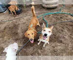 MAY - Female Shiba Inu-Unknown Mix Dog for Adoption - Photo #6