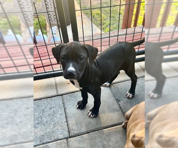 Medium Photo #8 American Pit Bull Terrier-American Staffordshire Terrier Mix Puppy For Sale in Brewster, NY, USA