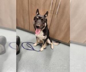 German Shepherd Dog Dogs for adoption in Baytown, TX, USA