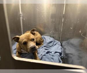 American Staffordshire Terrier-Unknown Mix Dogs for adoption in San Antonio, TX, USA