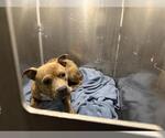 Small American Staffordshire Terrier Mix