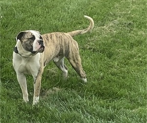 Father of the American Bulldog puppies born on 02/25/2024