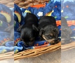 Small Photo #11 Yorkshire Terrier Puppy For Sale in BRIDGETON, NJ, USA