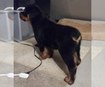Small Photo #9 Rottweiler Puppy For Sale in AURORA, CO, USA