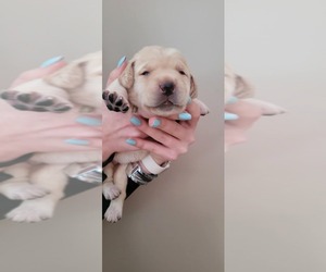 Labrador Retriever Puppy for sale in TOPSHAM, ME, USA