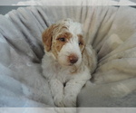 Small Photo #4 Poodle (Standard) Puppy For Sale in SUNBURY, OH, USA